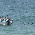 Pelican Boat